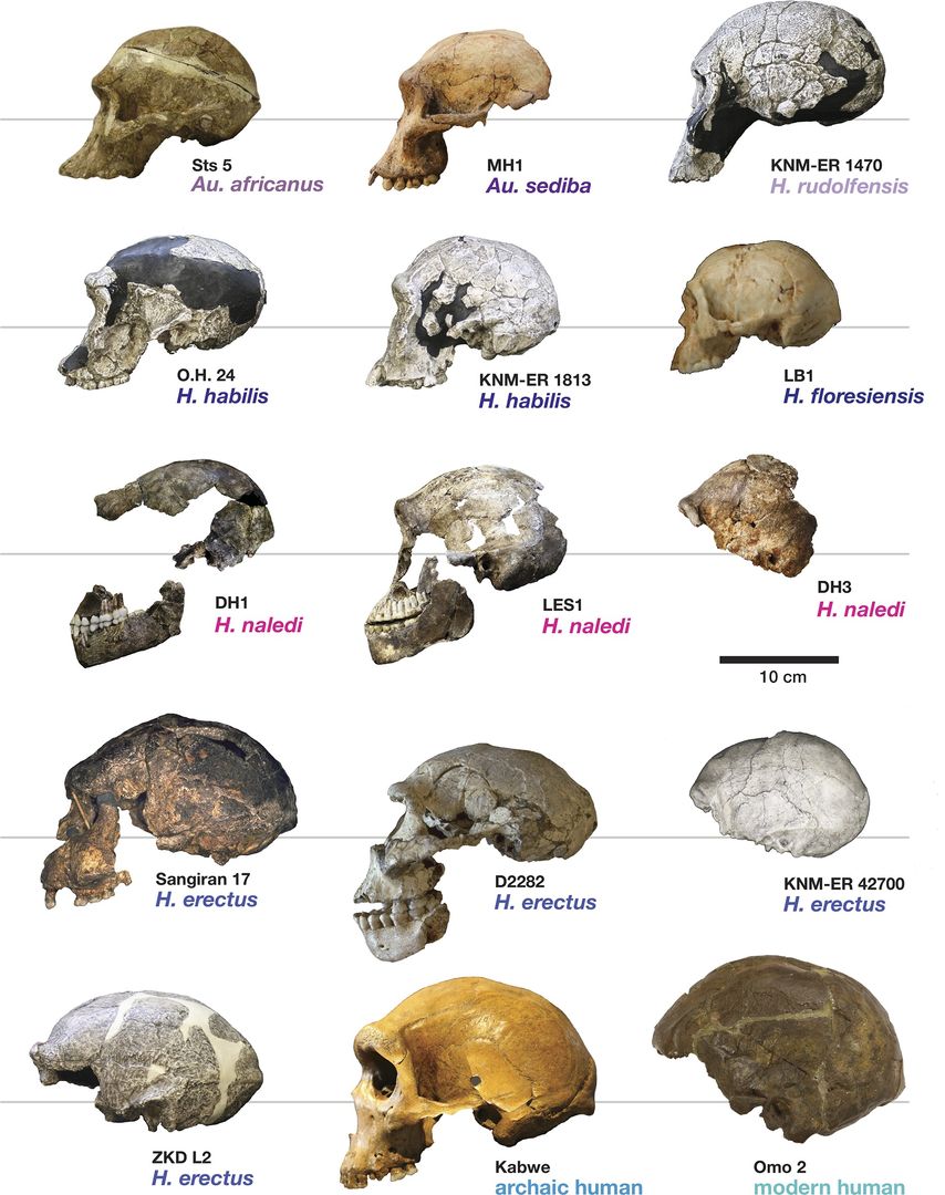 Crania of a few other human species