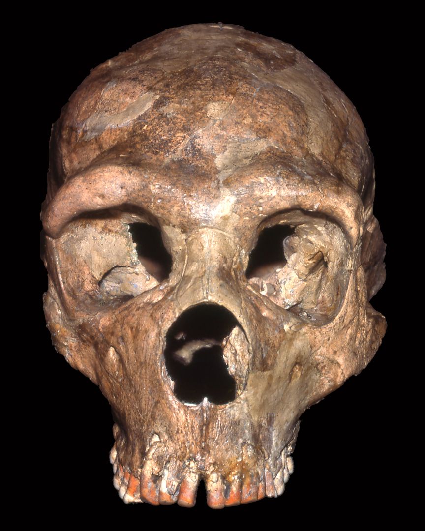 Skull of Shanidar 1