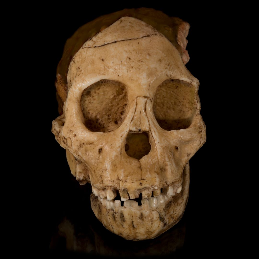Skull of Taung Child