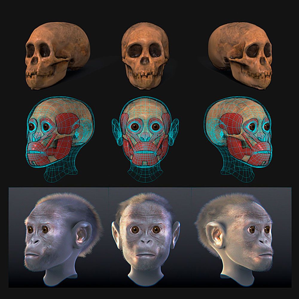 Reconstruction of Taung Child